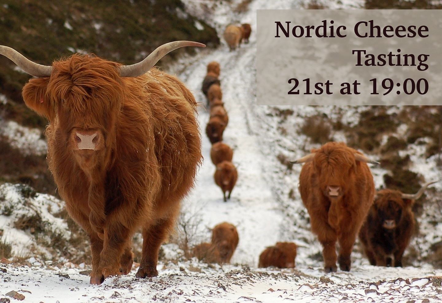 Nordic Cheese Tasting