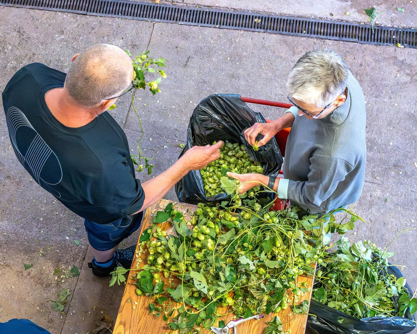Bristol-grown and Bristol-brewed green-hopped real ale tasting