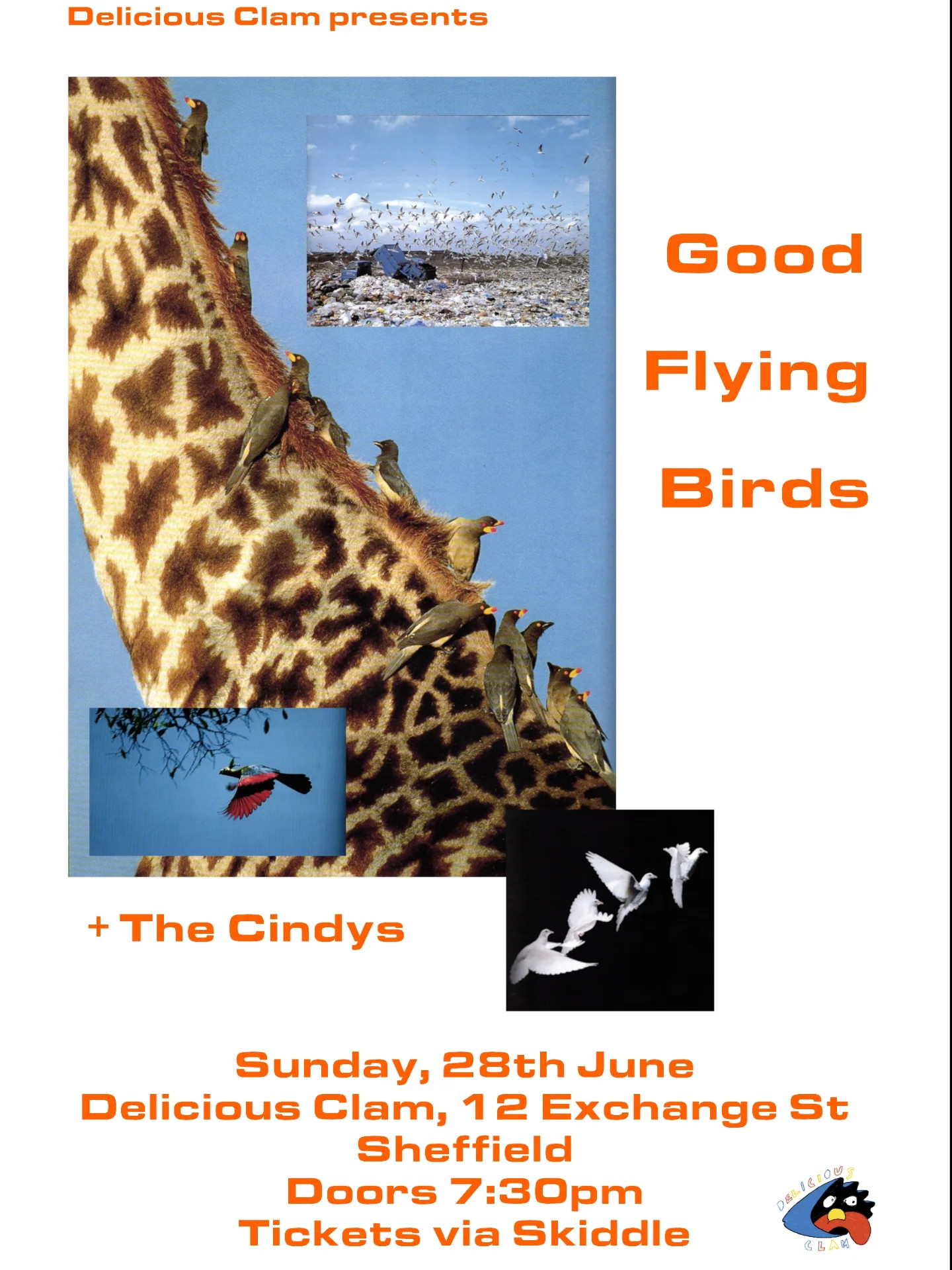 Good Flying Birds at Delicious Clam