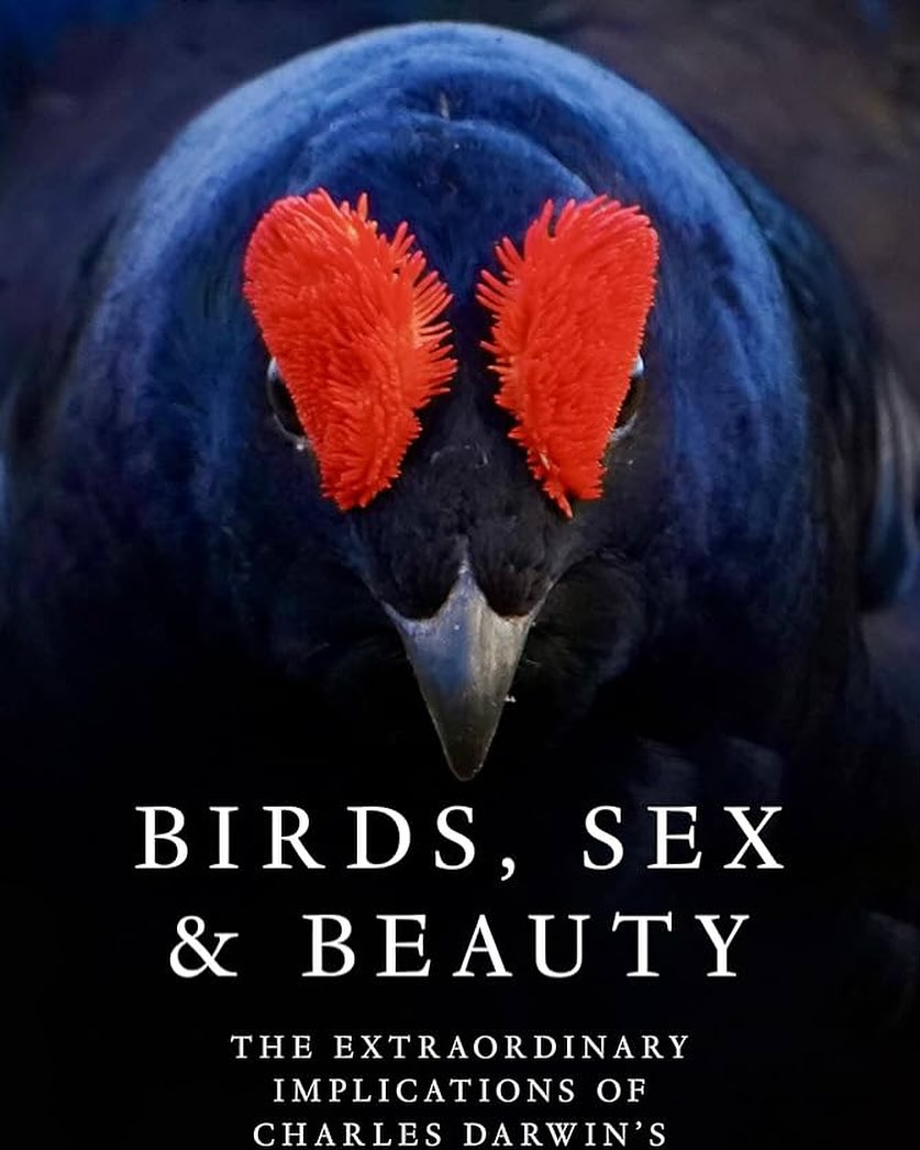 BIRDS, SEX AND BEAUTY Talk