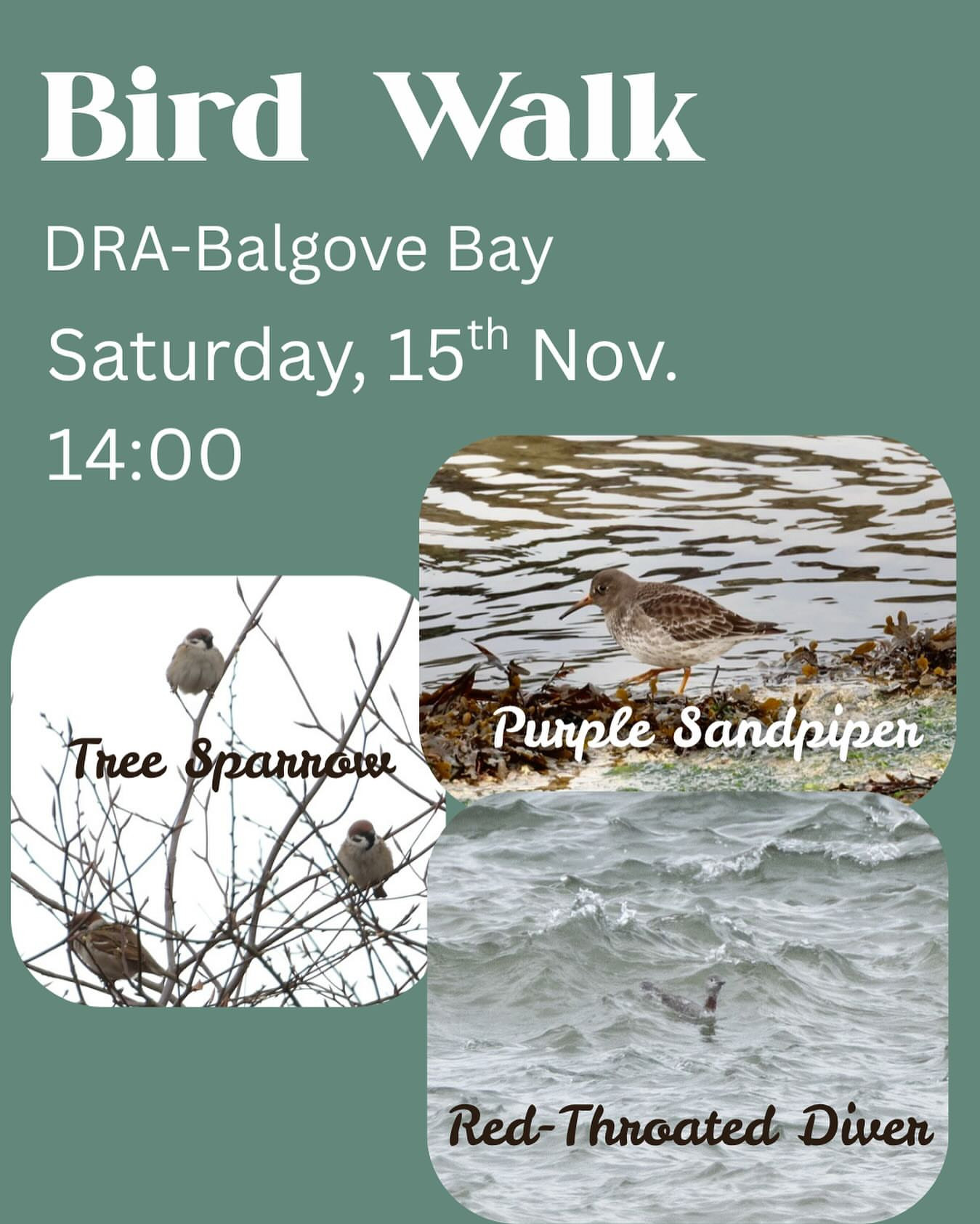 Bird Walk