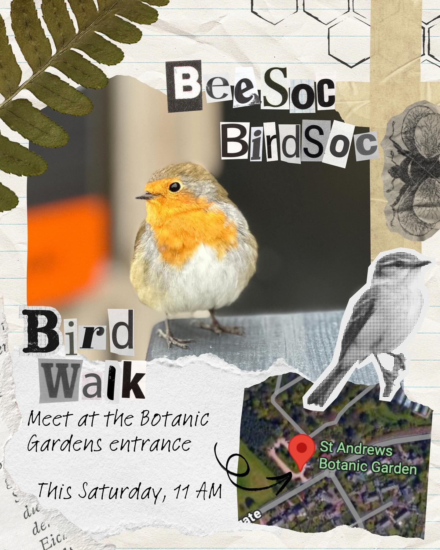 Bird Walk