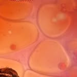 Orange Room