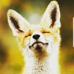 Fox And Newt